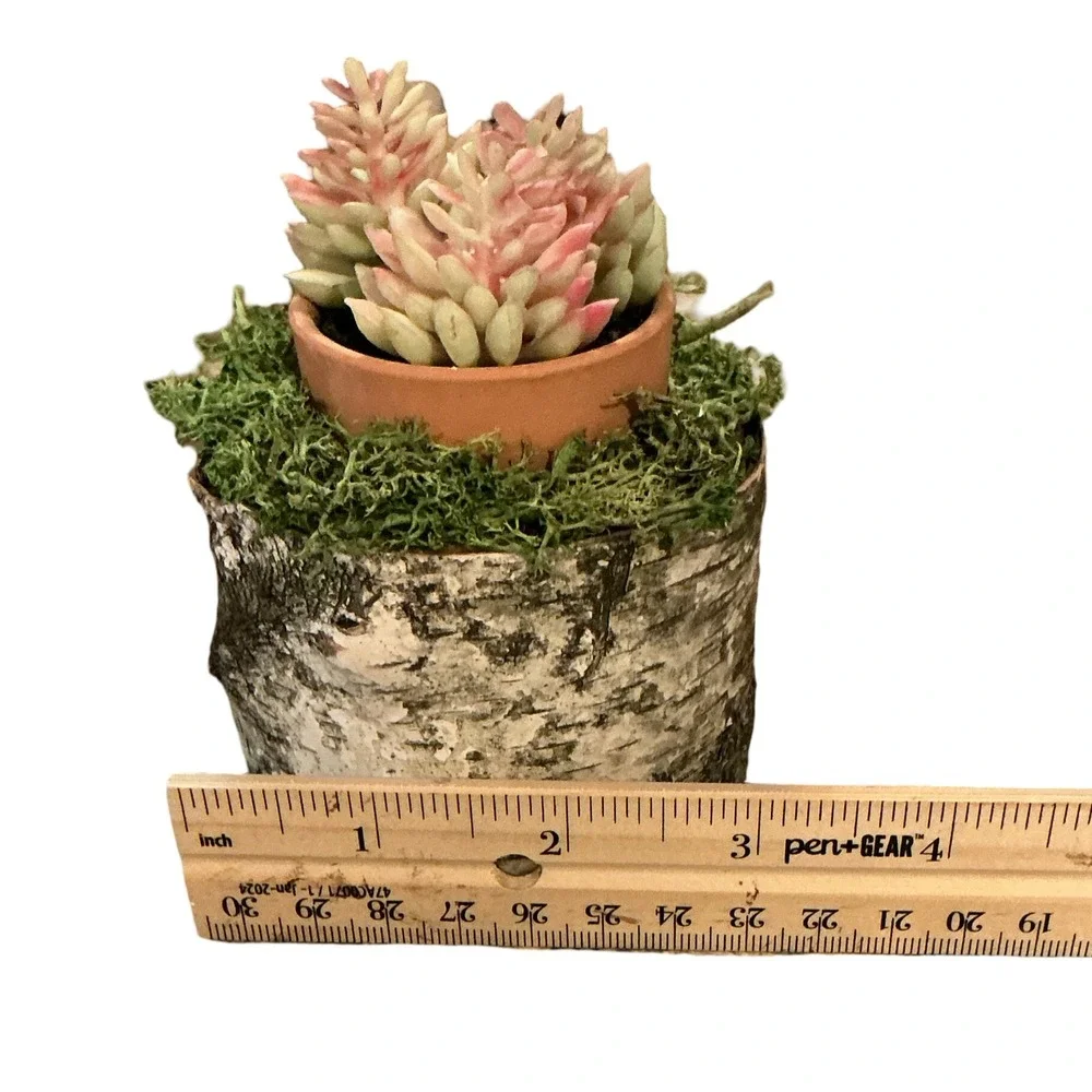 Rustic Artificial Succulent in Birch‎ Log Base with Moss and Terracotta Pot